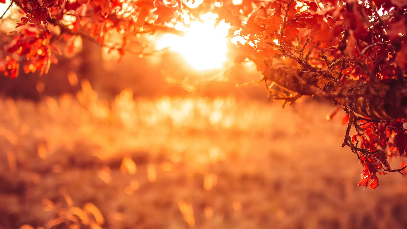 Herbstliche Blätter und Sonne