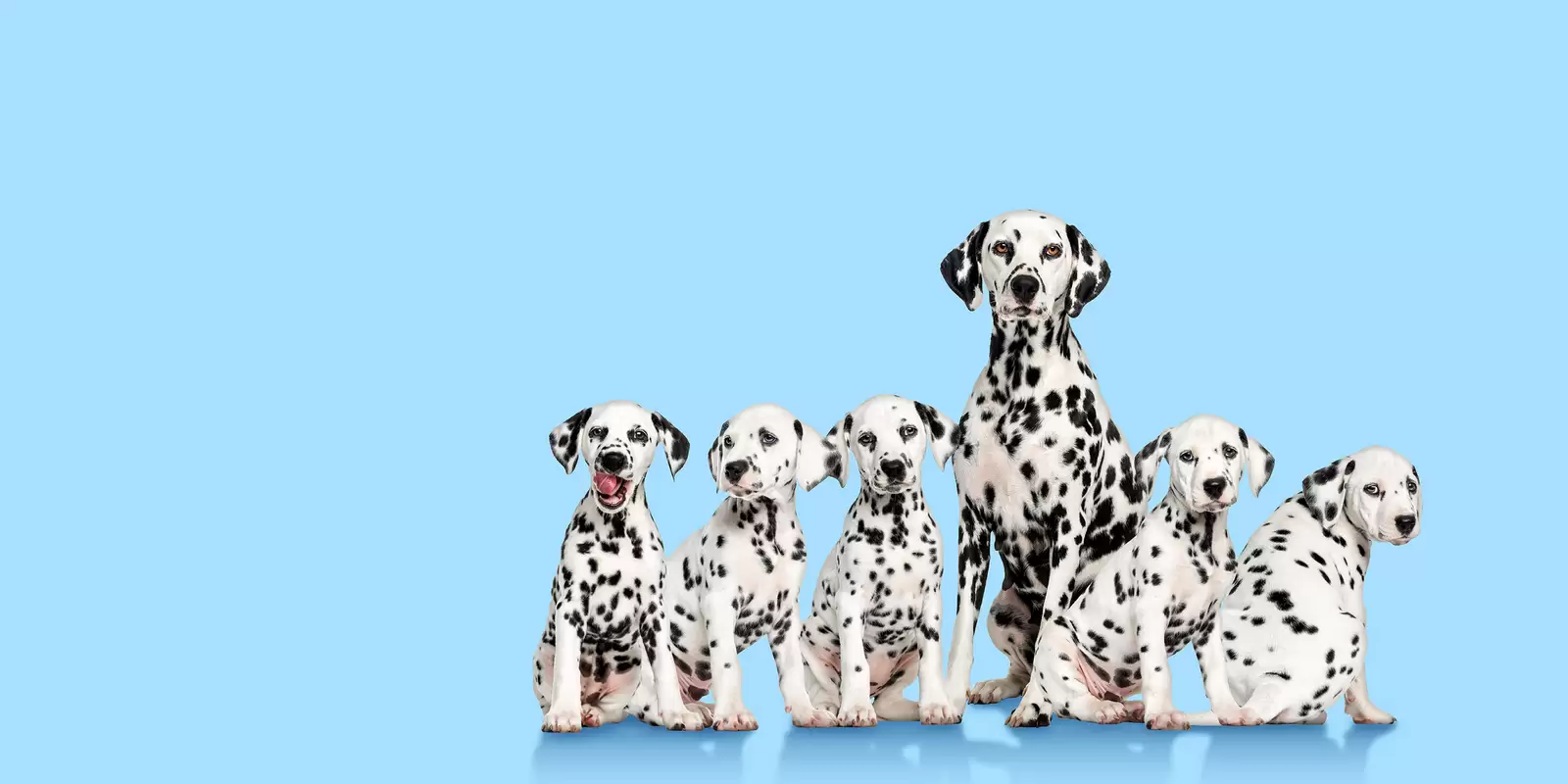 Dalmatiner-Familie vor hellblauem Hintergrund