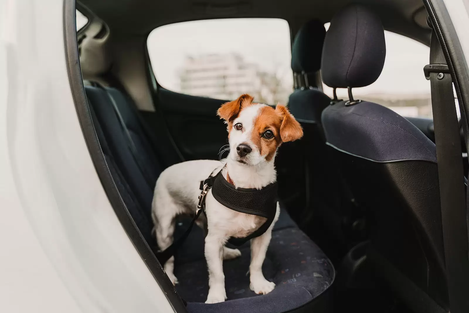 Hund im Auto transportieren – So geht's